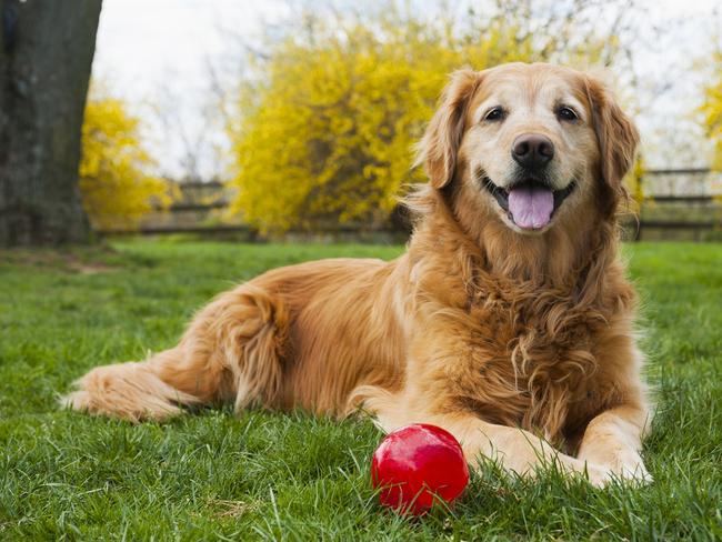 A eight year old Shabby Senior Golden Retriever with ball. "Dutchess". Istock photo