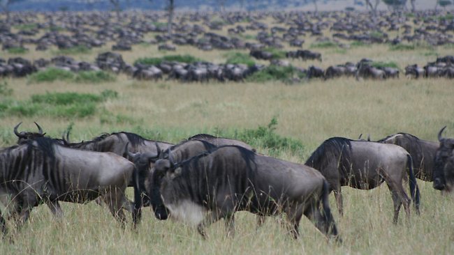 kenya wildebeest