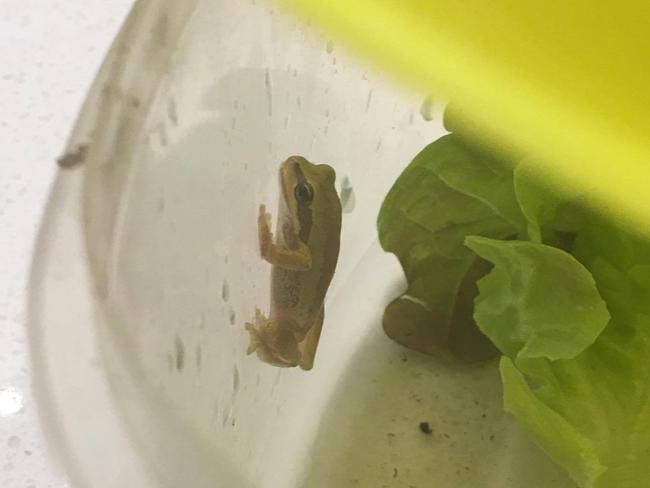 Linda Latinaa found a live frog inside her Coles salad.