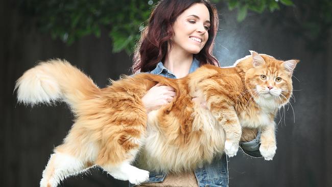 Stephy Hirst has a Maine Coon breed cat called Omar who might be the longest cat in the world. Picture: Alex Coppel.