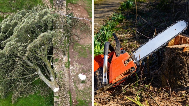 A major update has been revealed after police investigate the felling of a beloved tree.