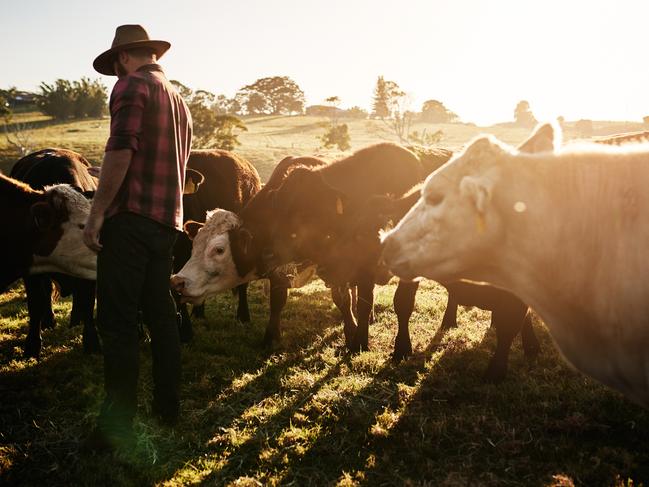 Full length shot of a male farmer tending to his herd of cattle on the farm