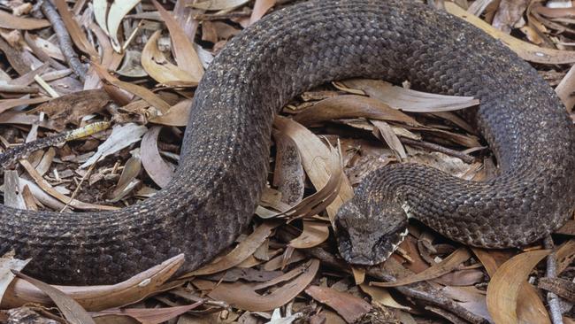 The Common Death Adder, Acanthophis antarcticus. Picture: Supplied