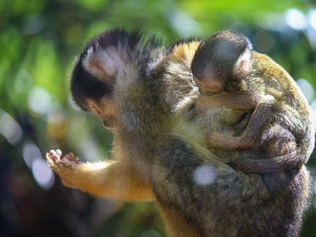 The squirrel monkeys at Wellington Zoo.