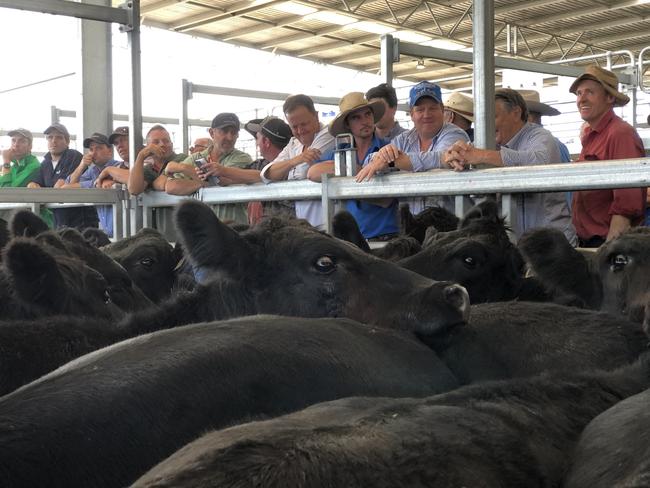 Bidders line the rails at the Ballarat store cattle sale.