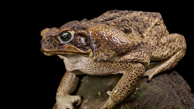 A poisonous cane toad. Picture: iStock