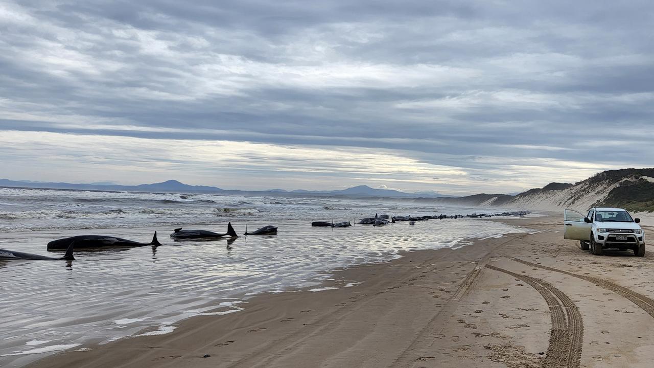 Hundreds of whales have become stranded at Macquarie Harbour on Tasmania's west coast in a mass stranding event. Photo by Huon Aquaculture via Getty Images