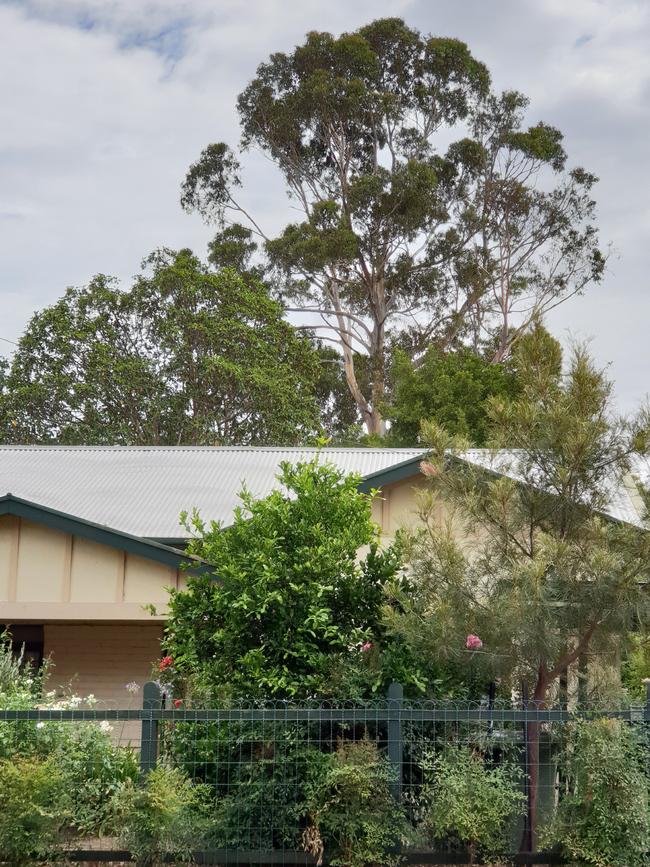 Unley Council has approved the removal of a blue gum in the backyard of this Fullarton home. An arborist report found the tree was in poor health. The owner will have to replace the tree with three more or pay $300 to a tree fund to be used for council-wide plantings. Picture: Renato Castello