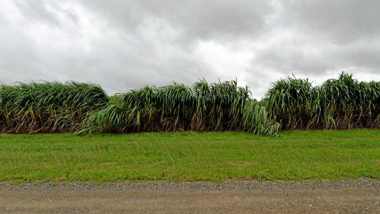 Flattened Cane along Hannans Rd near Eton. Picture: Stuart Quinn