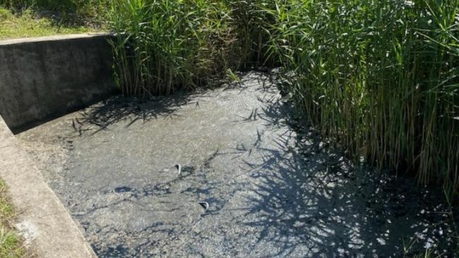 Sewer spill in the Albert River at the northern Gold Coast. This is water overflow in a drain.