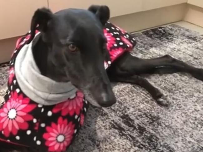 John and Karen Gowans’ 11-year-old greyhound Ruby. Picture: 9 News