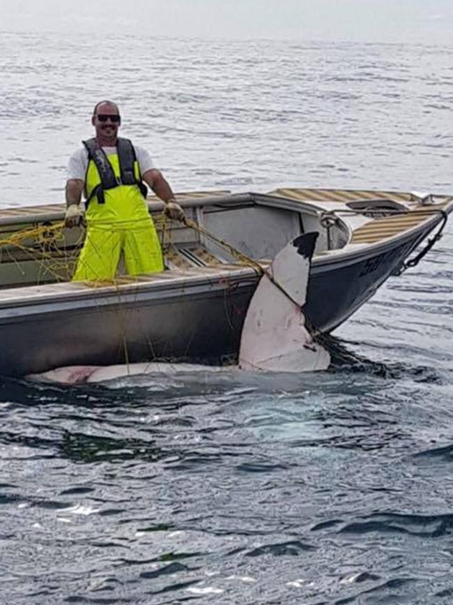 A huge shark was caught off the coast of Maroubra. Picture: supplied