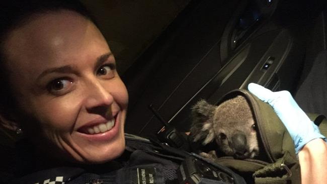 Police found the koala joey in a woman’s bag.