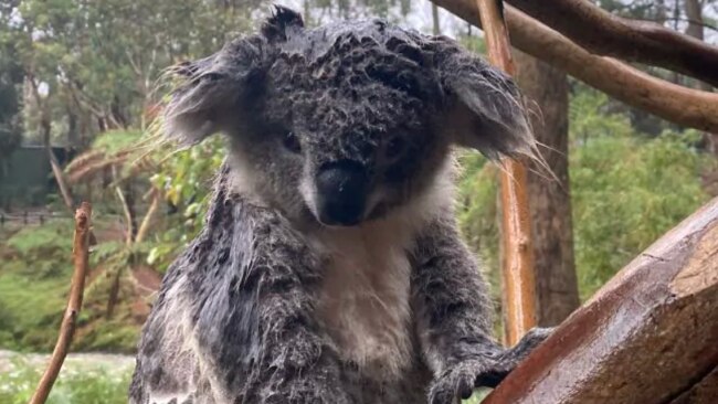 Even koalas can bear a little rain