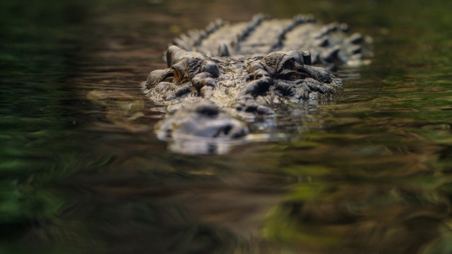 Embrace the wet and wild side of the Kimberley by swimming with ...