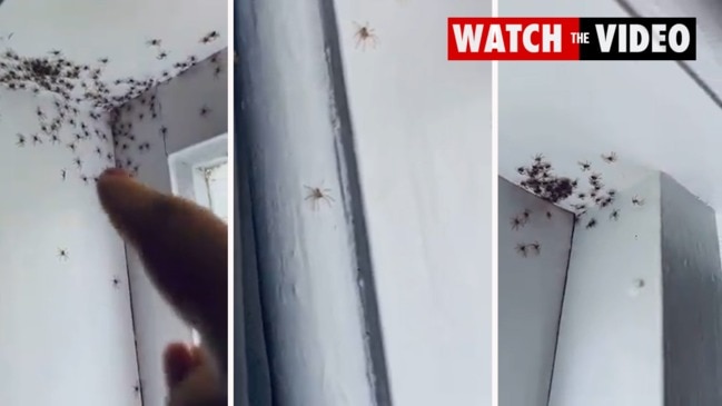 Hundreds of Huntsman spiders invade bedroom