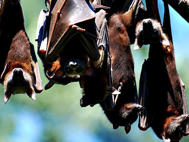 New bats on the block the Little Red Flying fox is just new to the Cooloola area and boosted the number of flying foxes roosting on Gympie Creek near the Nestle.Photo Craig Wahurst  / The Gympie Times