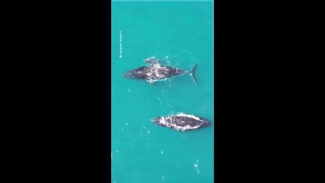 Drone captures majestic whale family in Kalbarri's Pot Alley