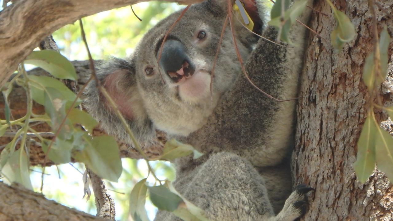 Koalas are among the native animals impacted by recent bushfires.