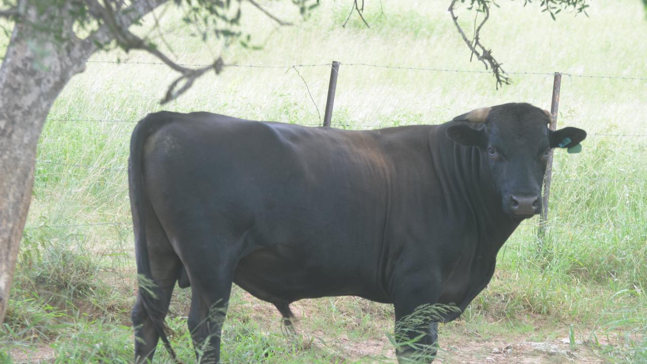 A man aged in his 70s was rushed to Kingaroy Hospital on March 8, 2023, after being attacked by a bull.