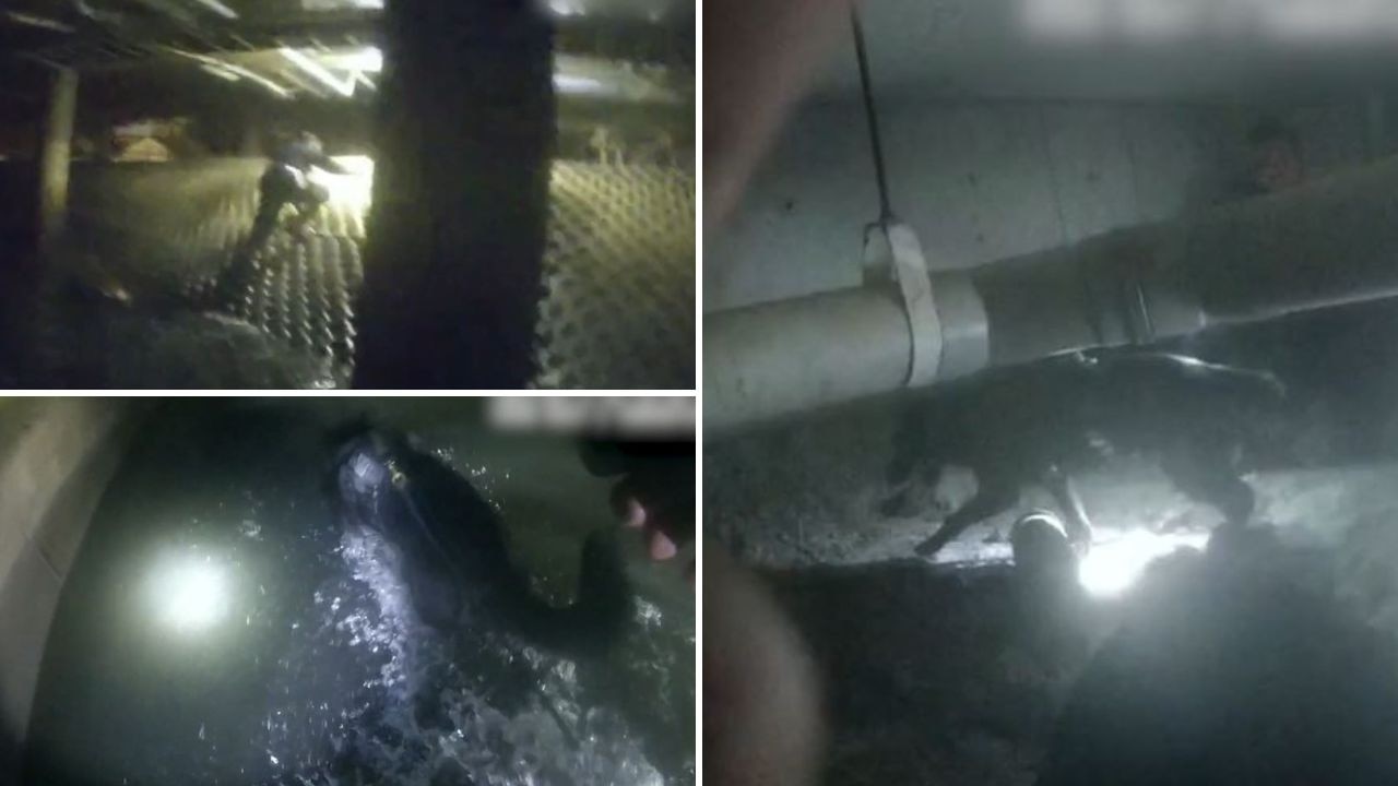 Watch: Dog squad arrests teen trio in Brisbane sewers, boy bitten