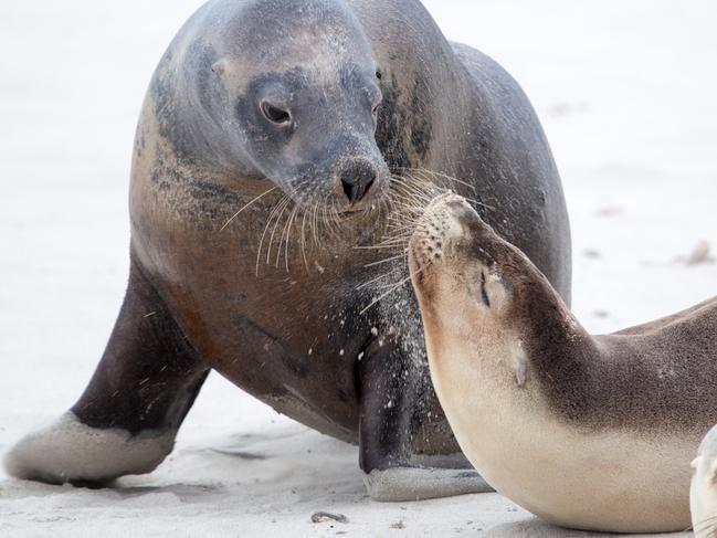 Seal Bay Conservation Park on Kangaroo Island. Picture: Jake Wundersitz, South Australian Tourism Commission