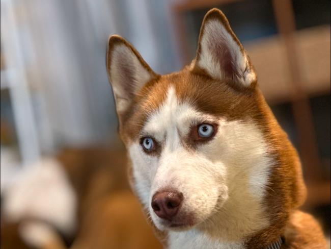 Coonabarabran husky Nova has been found in Townsville.