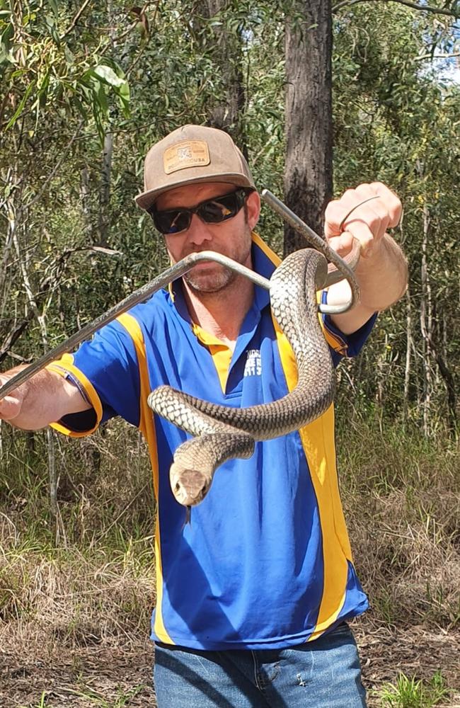 Flinders View Eastern brown. Picture: Andrew's SNAKE Removal/FB