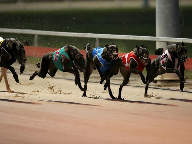 Racing Australia is under pressure after the blanket greyhound ban in NSW. Pictures: Jack Tran