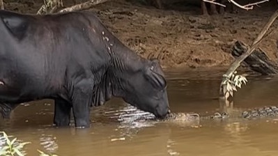 A curious cow made a lucky escape after it shared a quick kiss with a large saltwater crocodile on the banks of the Daintree River in Far North Queensland. Image: Daintree crocodile tours (Instagram)