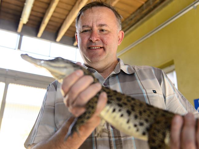 Former Shadow Minister for Tourism, Anthony Albanese, visits Darwin's Crocosaurus Cove and checks out a little saltwater crocodile.