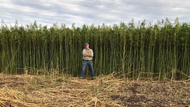 Peter Righetti in a trial hemp crop at Hepburn Hemp, Smeaton, Victoria. Pictures: Hepburn Hemp