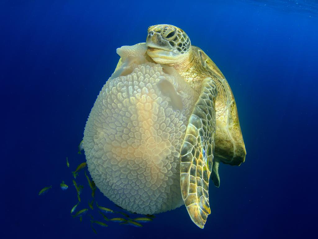 A Green Turtle surfaced near our boat (Similan Islands). I decided to get in and snorkel with it, watching it as it searched for food. Soon it spotted a large Mosaic Jellyfish (Thysanostoma thysanura) swimming a couple of meters below the surface. It swam over to the jellyfish, dived down and started feeding on it. Picture: Richard Carey/UPY 2016