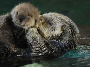 Sea otters restored inlet: scientists | The Australian