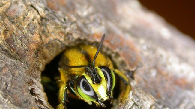 The endangered native green carpenter bee nests in soft wood like banksia trunks, which have burnt in the Kangaroo Island bushfires. Picture: Remko Leijs.