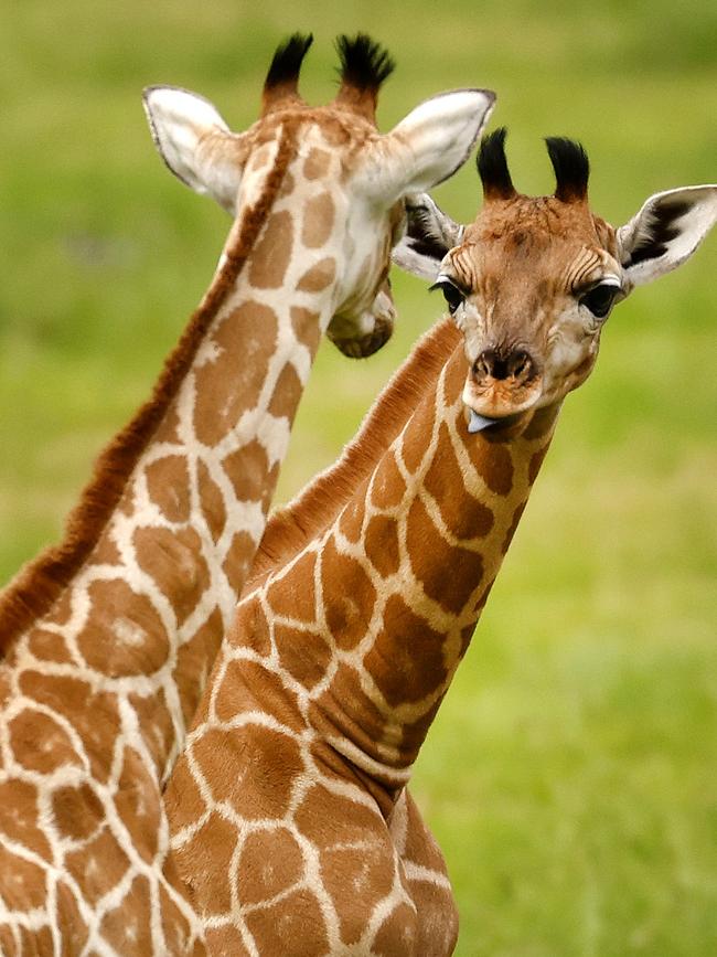 Two giraffe calves have been unveiled to the public at Mogo Wildlife Park. Picture: Jonathan Ng