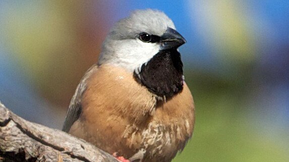 The black-throated finch.