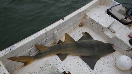 A Largetooth sawfish had its saw hacked off while it was still alive and was thrown back into the water to die a slow painful death from starvation and blood loss.