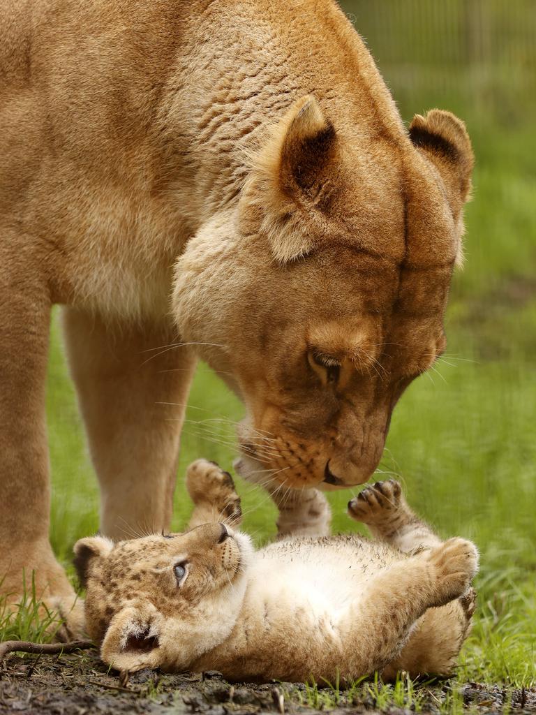 7 week-old Lion cub Roc with mum Chitwa at the Mogo Wildlife Park. Picture: Jonathan Ng