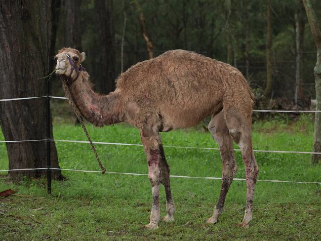 Mr Brighton’s camel Alice was attacked by two dogs in January 2016.