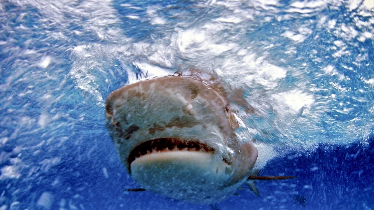 The sharks can go a little “crazy,” said a researcher.