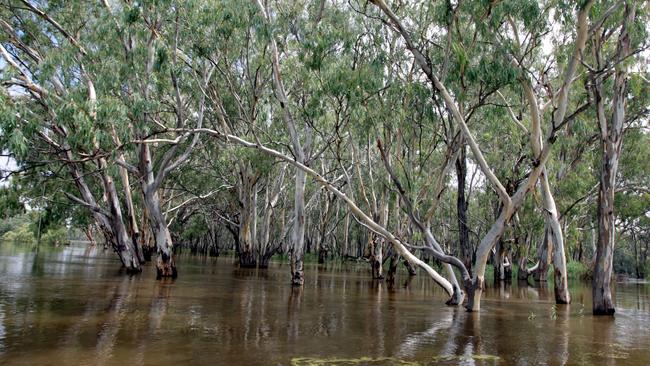 Flood waters around the Murray River National Park in 2011.