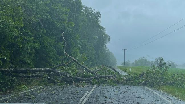 A fallen tree blocks access along Daintree-Mossman Rd. Picture: Peter Carruthers