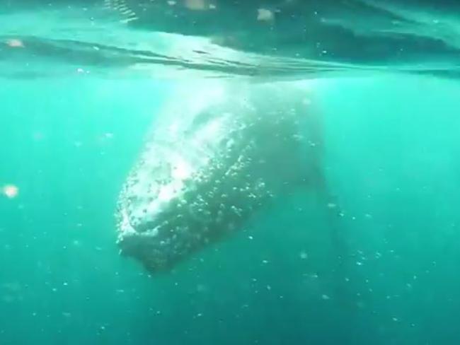 Anthony Brown was out whale watching off the Gold Coast when he came across a stunning whale duo who kept coming over to him ‘time and time again’. He captured incredible footage of the majestic creatures underwater. Screen shot from his YouTube video,