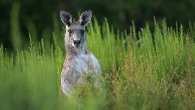 NSW Ambulance say the man was walking to his shed when the kangaroo attacked him.