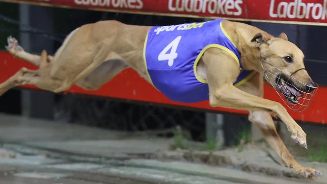 Armatree Honey in full flight at Wentworth Park