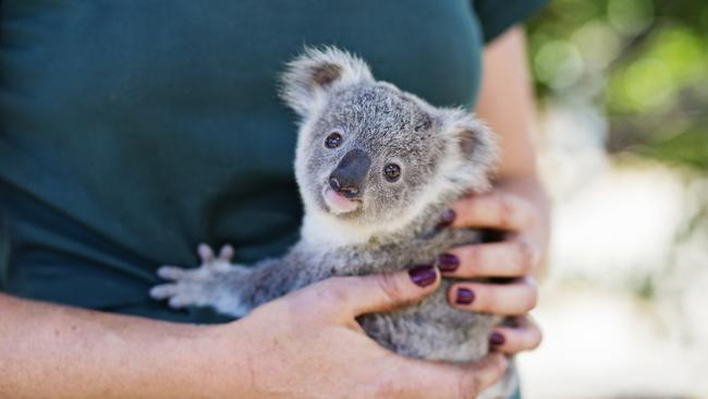 Arlo the Koala started appearing in NRMA Insurance campaigns last year.