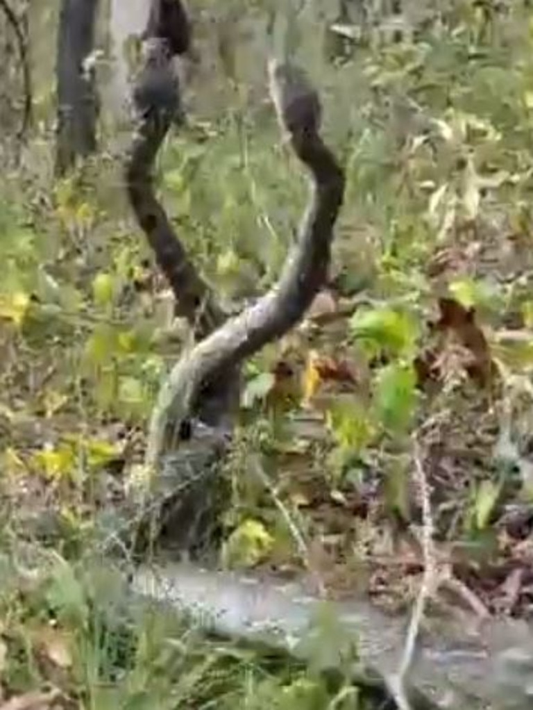 Picture: Gold Coast and Brisbane Snake Catcher