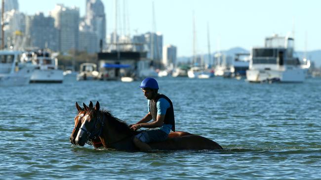 # DO NOT USE WITHOUT CONTACTING GCB SPORTS DEPT FIRST # Gai Waterhouse trained Slumber Party ridden by Ranjith Rajender goes for a morning swim with Sweet Redemption Pic by David Clark