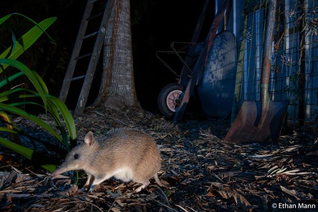 Our Impact by Ethan Mann, Queensland. Long-Nosed Bandicoot ‘The Back-Shed Bandicoot’ Sunshine Coast, Queensland.